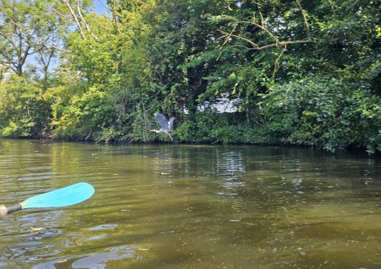 Fischreiher auf der Dove Elbe