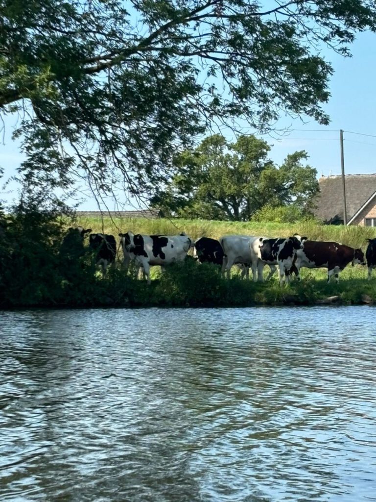 Kühe an der Dove Elbe